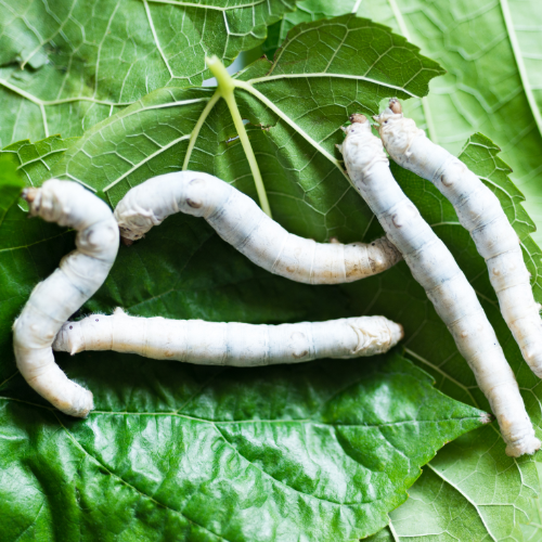 Sericulture and its Components